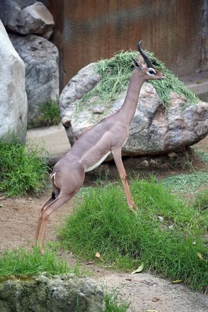 antelope standing on front legsの写真素材
