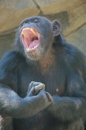 Monkey with wide open mouthの写真素材