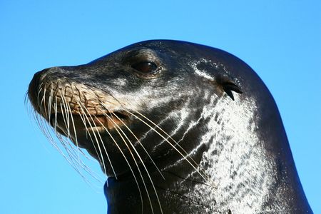 sea lion with an attitudeの写真素材