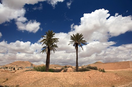 oasis and palm trees in tunisian desertの写真素材