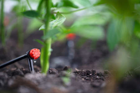 Drip irrigation system for bell peppers in the greenhouse. Close upの写真素材