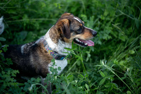 Mongrel dog, brown-white color with white spots, sits in profile on the green grass with his tongue...