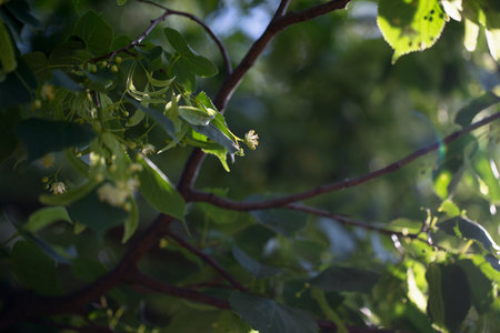 Linden flower of the Tilia cordata small-leaved linden tree in sunlight. Linden blossom in July