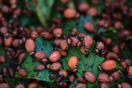There are many red larvae of the Colorado potato beetle eating potato leaves. Manual harvesting of the Colorado potato beetle. Macroの写真素材