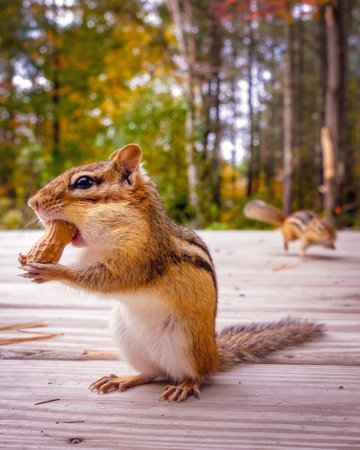 Chipmunk eating peanuts on a wooden board deck in autumn forest.の写真素材