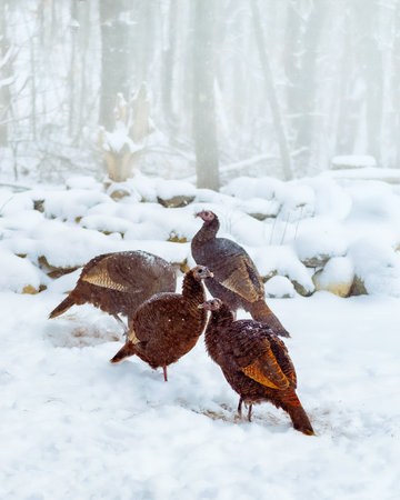 Four wild turkey in the snow. Wild turkey in winter forest.の写真素材