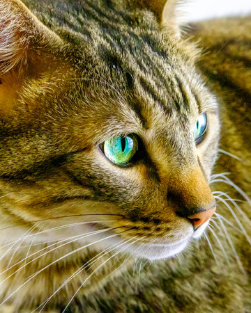 Close-up portrait of a cat with green eyes. Shallow depth of fieldの写真素材