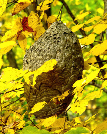 Huge hornet's nest in the autumn forest, close upの写真素材