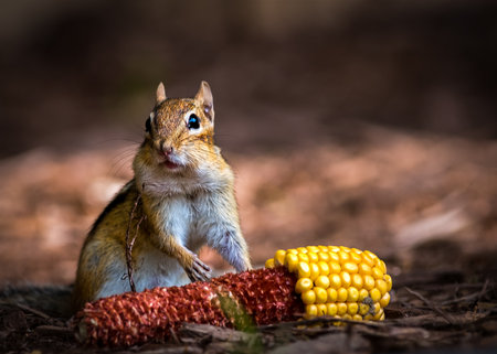 Cute chipmunk eating corn on the cob in the forestの写真素材