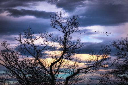 Silhouette of tree branches and birds at sunset sky background.の写真素材