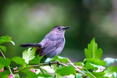 Gray Catbird perching on a branch  during the Summerの写真素材