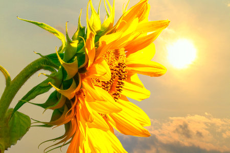 Sunflower on sky background. Sunflower natural background. Sunflower blooming. Nature photography.の写真素材