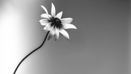 Black and white photo of a daisy flower on a graduate background. photography.の写真素材