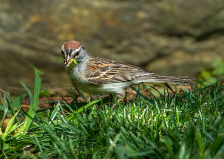 House sparrow (Passer domesticus) on the grass eating a insect. bird photographyの写真素材