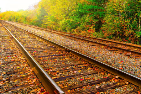 Railway tracks in the autumn forest. Transportation, travel and logistics concept landscape photography.の写真素材