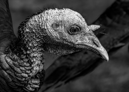 Black and white portrait of a Wild Turkey. Black and white bird photographyの写真素材