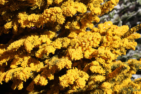 Yellow Christmas Treeの写真素材