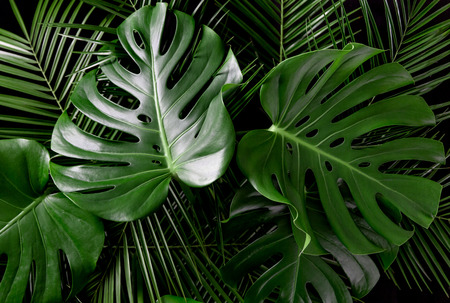 Night in tropical rainforest. Monstera and palm leaves jungle pattern. Fresh green natural eco concept.の写真素材