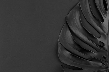 Black shiny single monstera leaf on black background. Minimalist style fashion beauty creative concept. Black and white trendy tropical background. Game of light and shadow. Artistic backdrop. Room for text.の写真素材