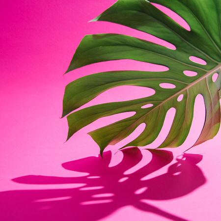 Fresh green monstera leaf with shadow on colorful pink background. Shallow depth of field picture. Creative tropical summer concept.の写真素材