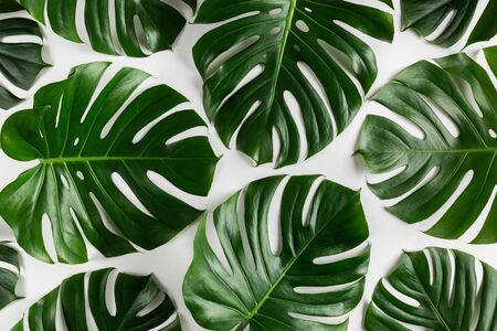 Natural tropical monstera leaves abstract pattern. Creative summer background.の写真素材