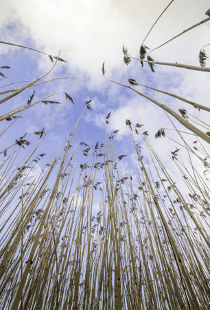 rushes to the seaの写真素材