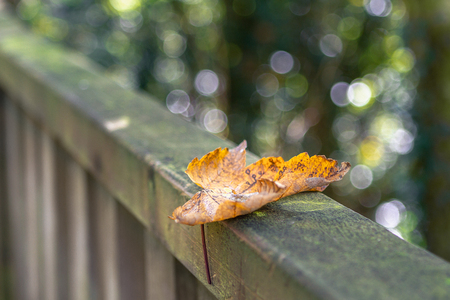 First autumn leaves on balustradeの写真素材