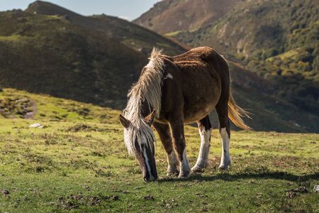 Wild horse grazing in the meadows of the high mountainの写真素材