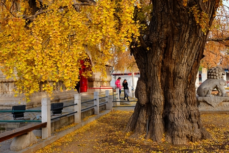 ginkgo treeのeditorial素材