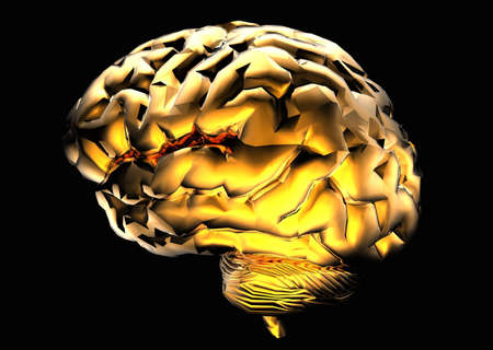 Golden Brainの写真素材