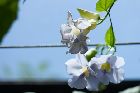 Thunbergia Laurifolia is known as Bengal Clockvine flower or Blue Trumpet Vine is planted in Tropical gardens.の写真素材
