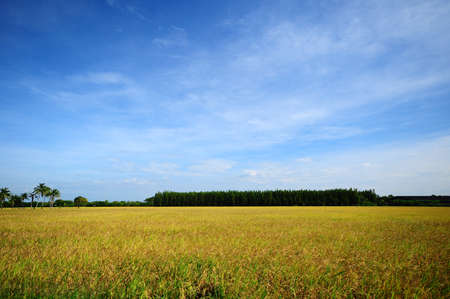 Yellow rice field and blue sky