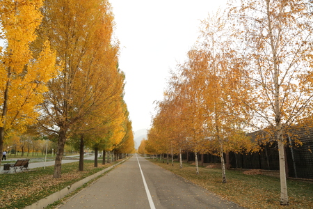 park of Almatyの写真素材