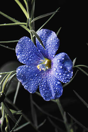 Flowers, nature, beauty, flower, stemの写真素材