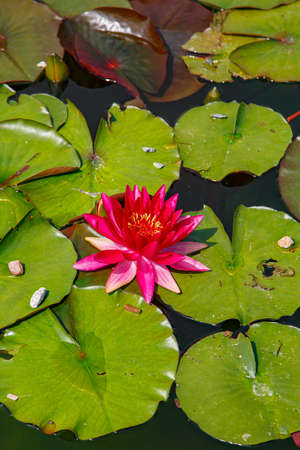 Flowers, nature, beauty, flower, stemの写真素材