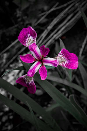 Flowers, nature, beauty, flower, stemの写真素材