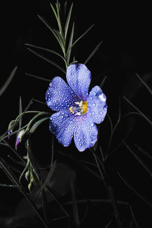 Flowers, nature, beauty, flower, stemの写真素材