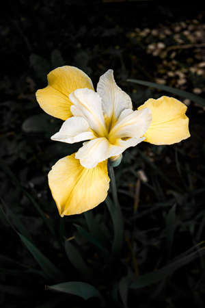Flowers, nature, beauty, flowerの写真素材