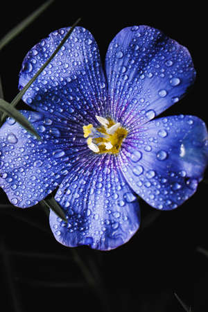 Flowers, nature, beauty, flowerの写真素材