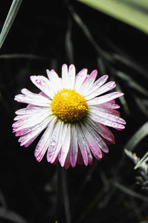 Flowers, nature, beauty, flowerの写真素材