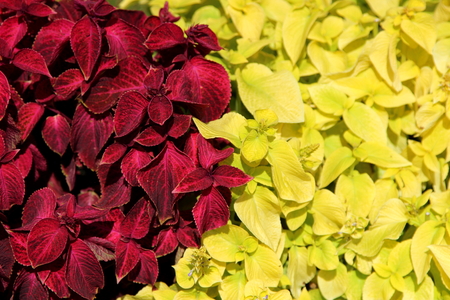 beautiful and bright flowers of the Coleus. texture backgroundの写真素材