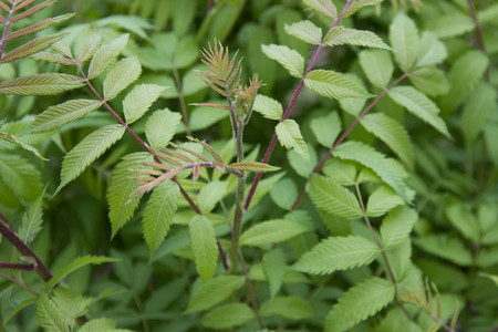 texture background of green leaves of wild roseの写真素材
