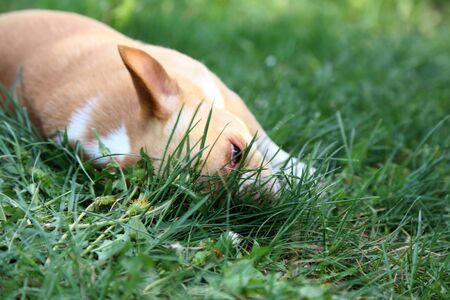 Chihuahua dog lying on the green grassの写真素材