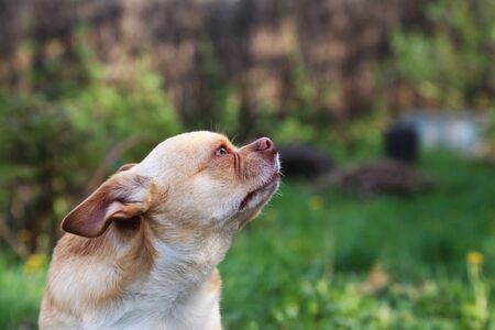Chihuahua dog lying on the green grassの写真素材