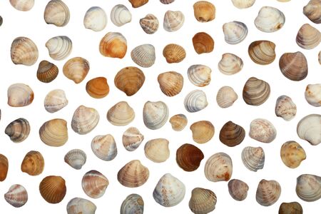 sea shells isolated on a white backgroundの写真素材
