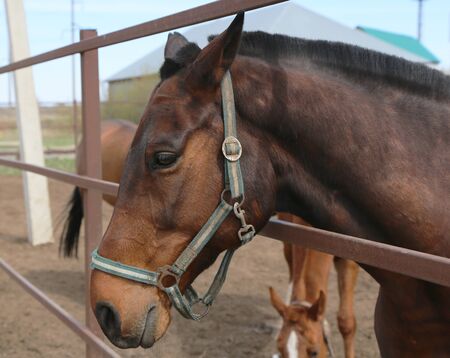 Portrait of a handsome bay horse in the paddockの写真素材