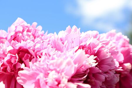 peony flower on blue sky backgroundの写真素材