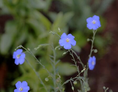 flowers blue linen on a green backgroundの写真素材