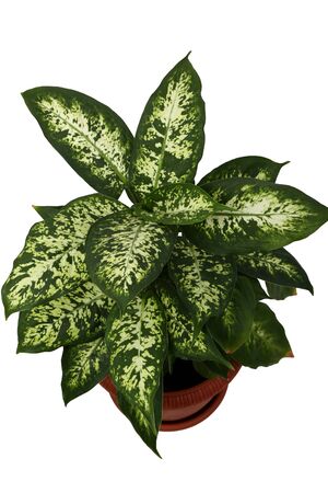 Dieffenbachia flower in a flower pot on a white backgroundの写真素材