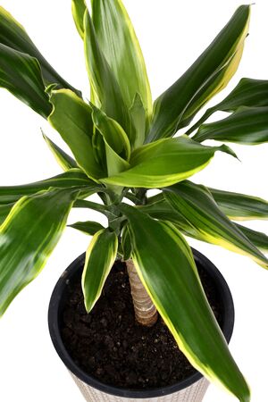 flower Dracaena Fragrans Golden Coast in a flower pot on a white backgroundの写真素材
